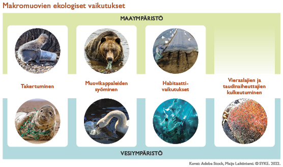 Makromuovien ekologiset vaikutukset